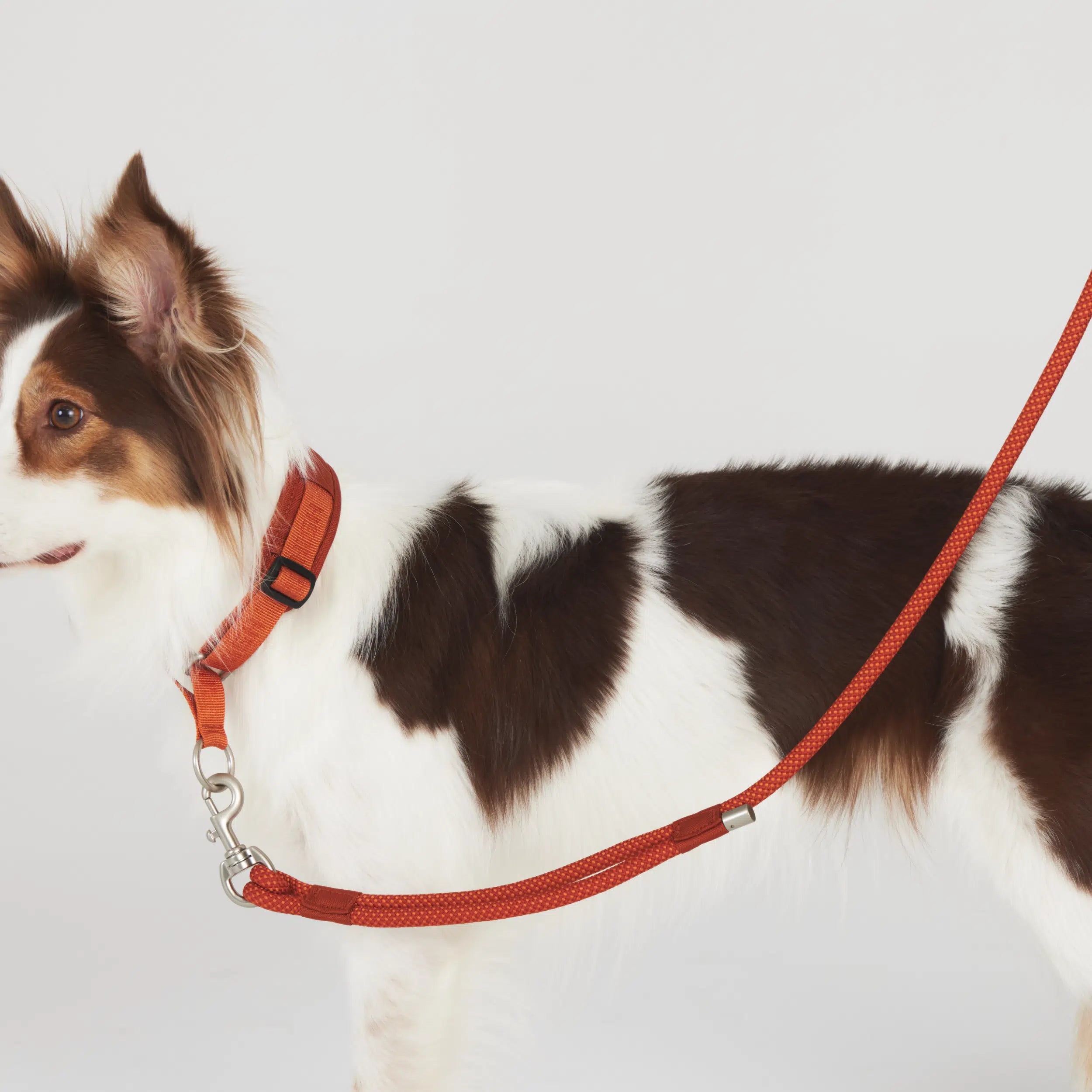 リード - – 首輪 犬用 リーシュ tokyo ハーネス クラシックレザー