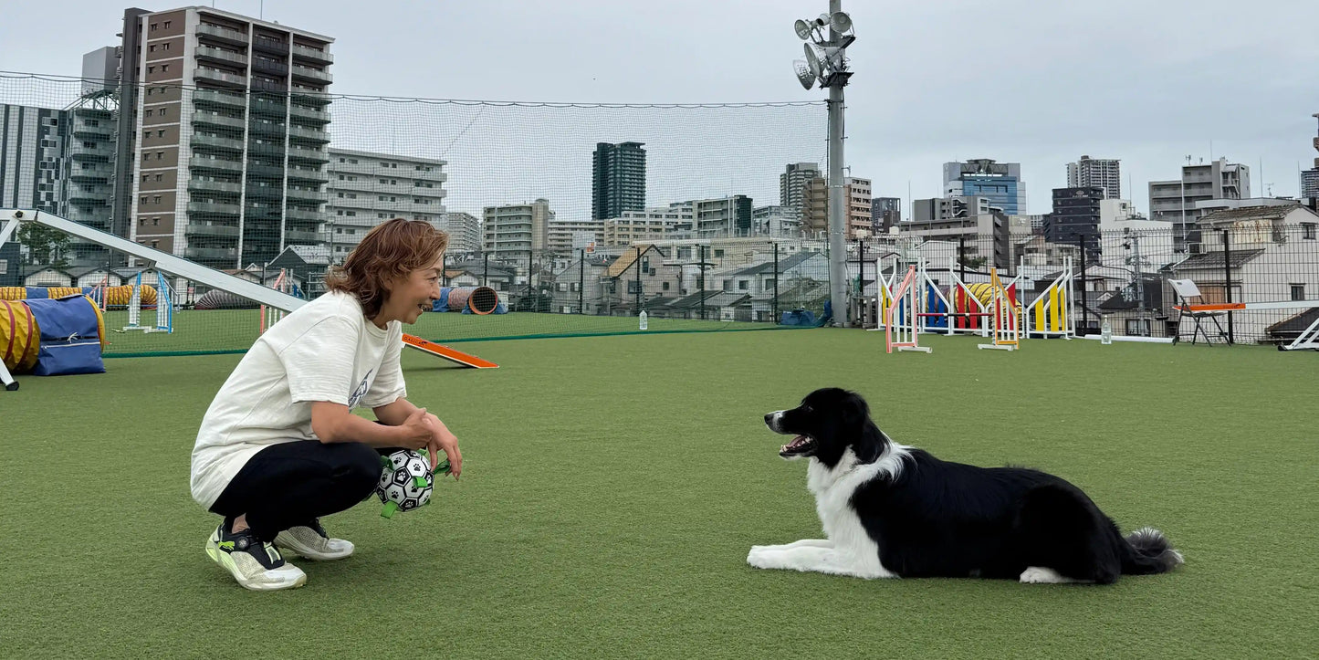 ボーダーコリーと飼い主がアジリティのフィールド上で見つめあう