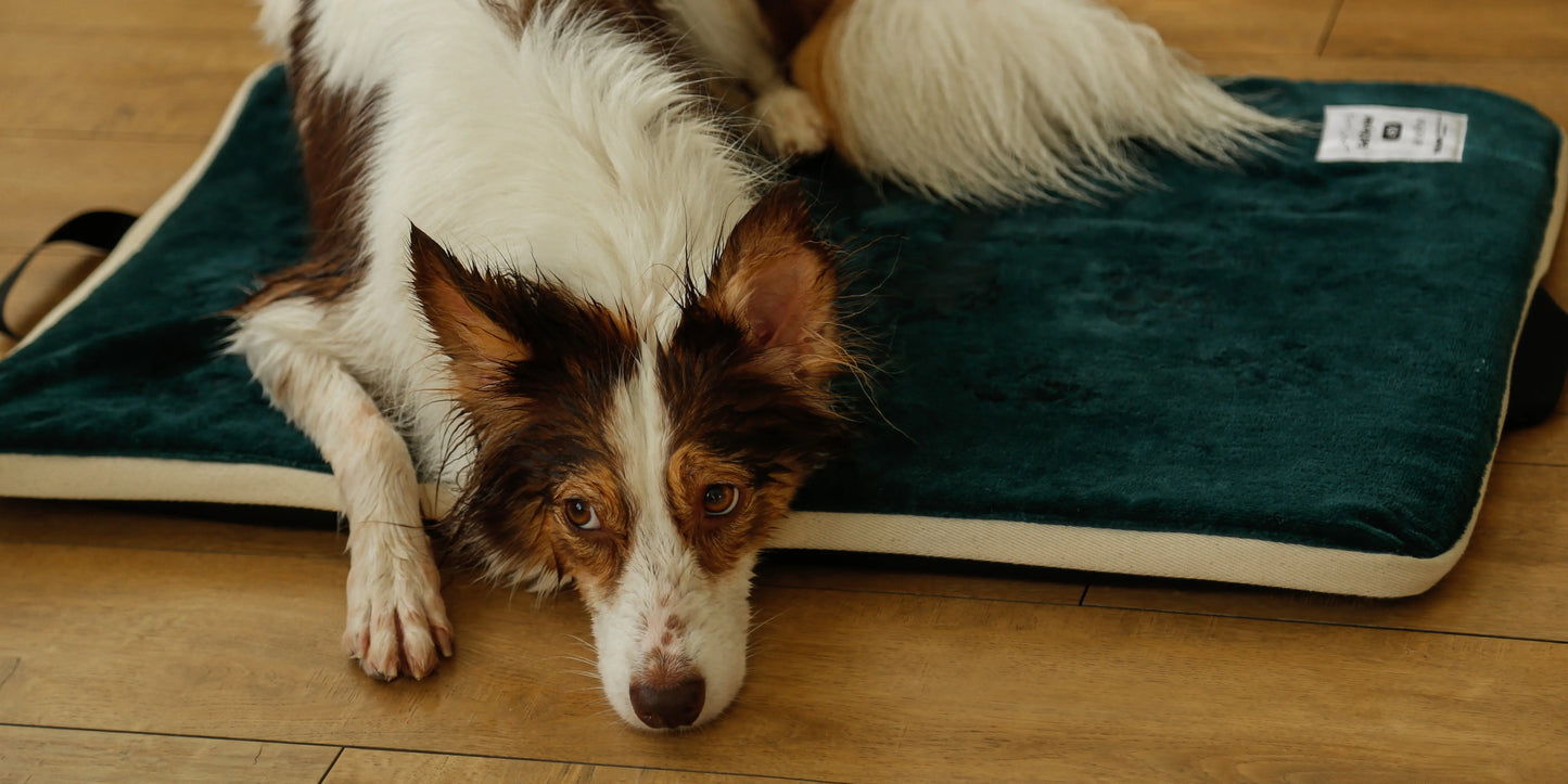 タオル生地のマットに伏せるボーダーコリー