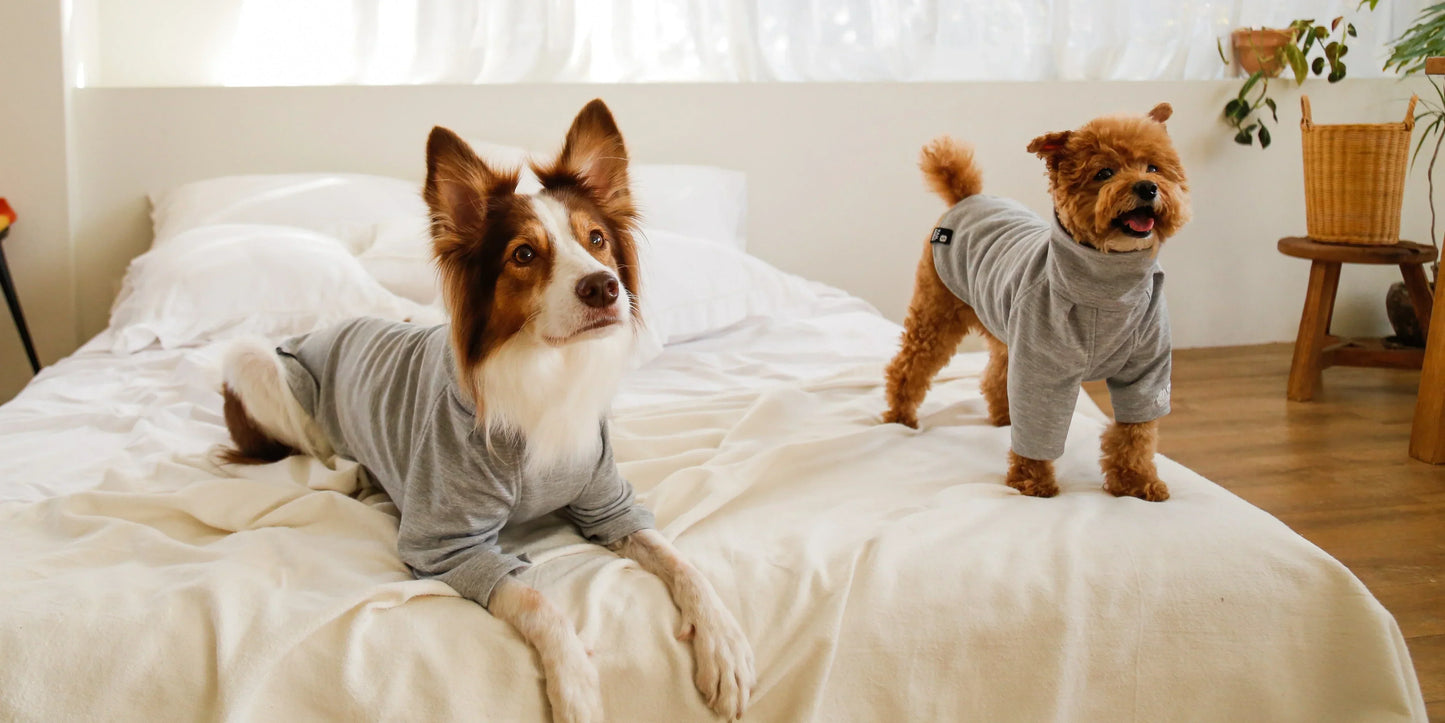 犬の部屋着と室内コンディション｜環境・リスク・観察の基本