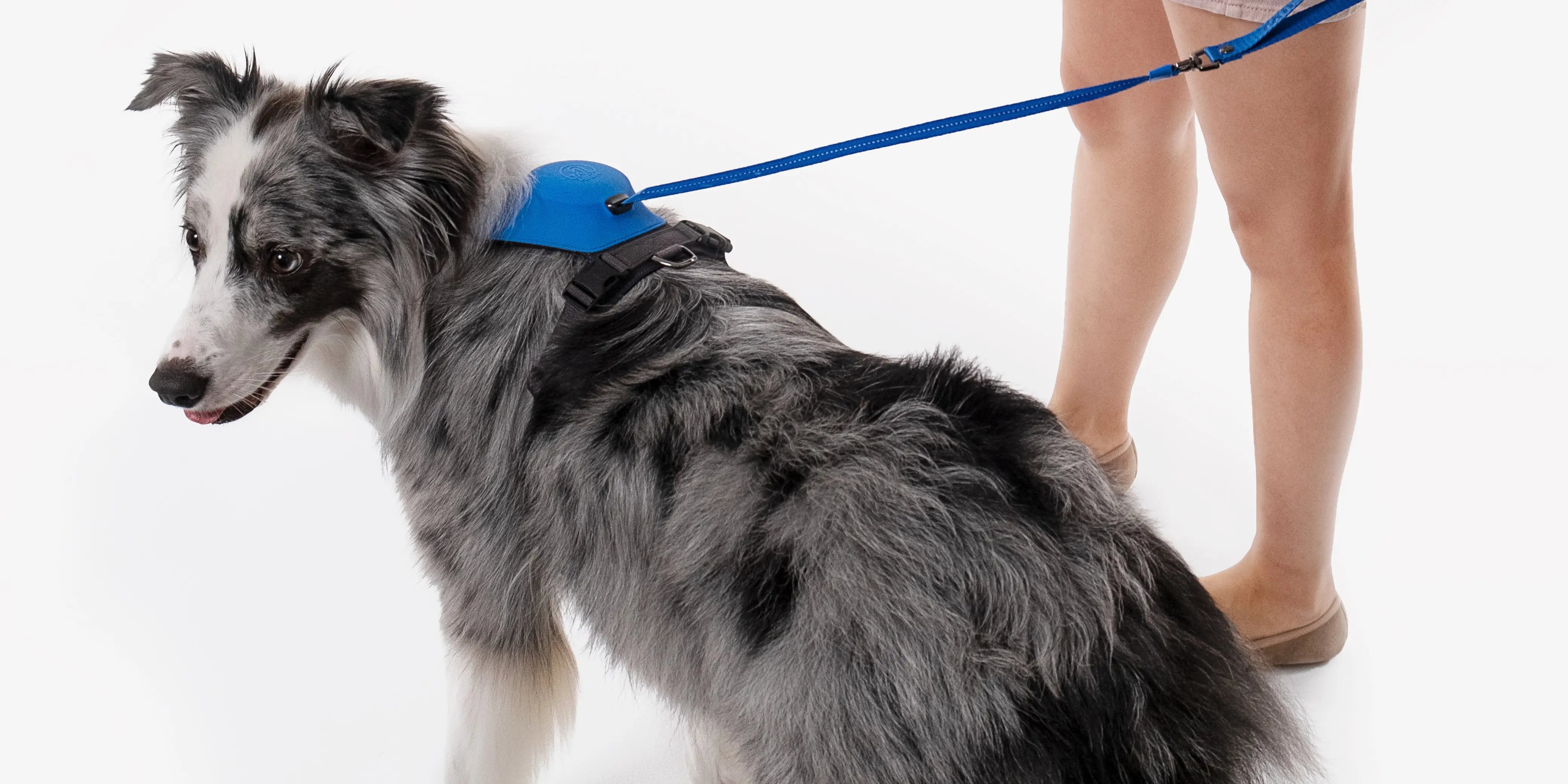 伸縮リード一体型ハーネス「Hybrid Harness」の販売を開始 – TAILHIGH