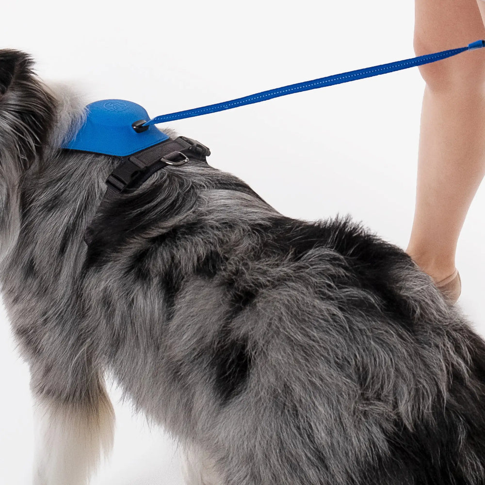 伸縮リード一体型ハーネス「Hybrid Harness」の販売を開始 – TAILHIGH