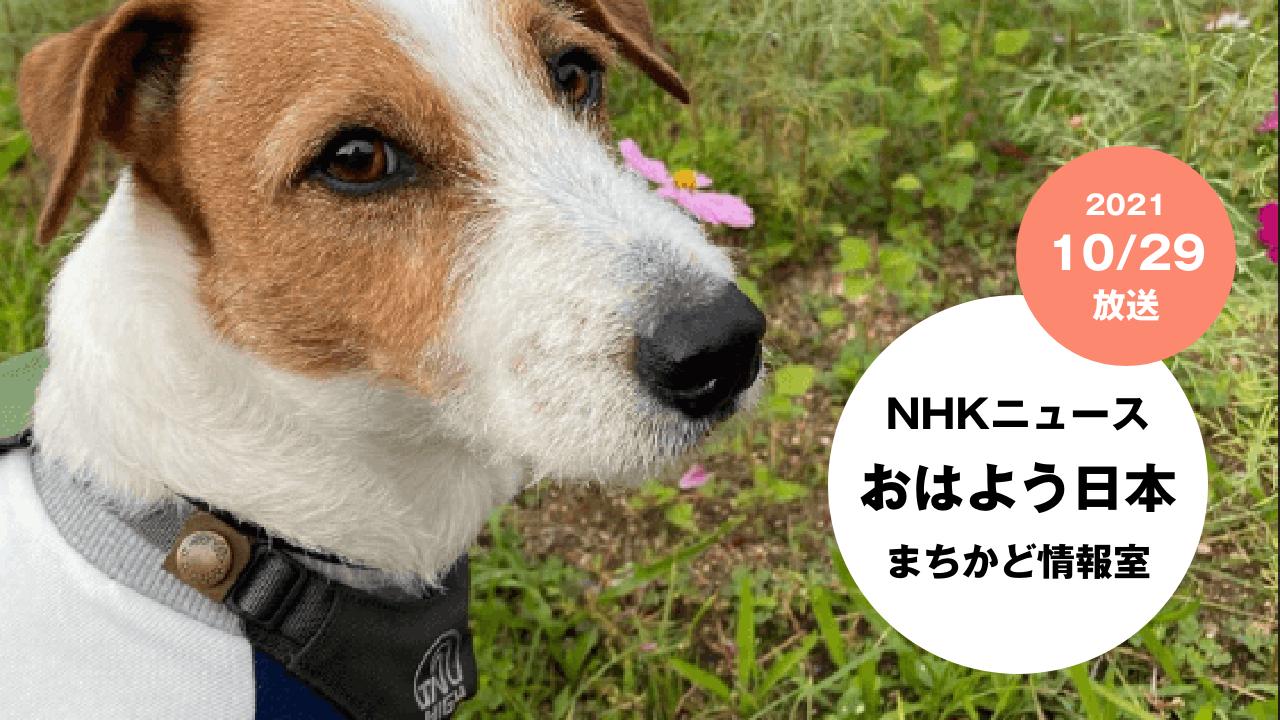 NHK NEWS おはよう日本　まちかど情報室で掲載