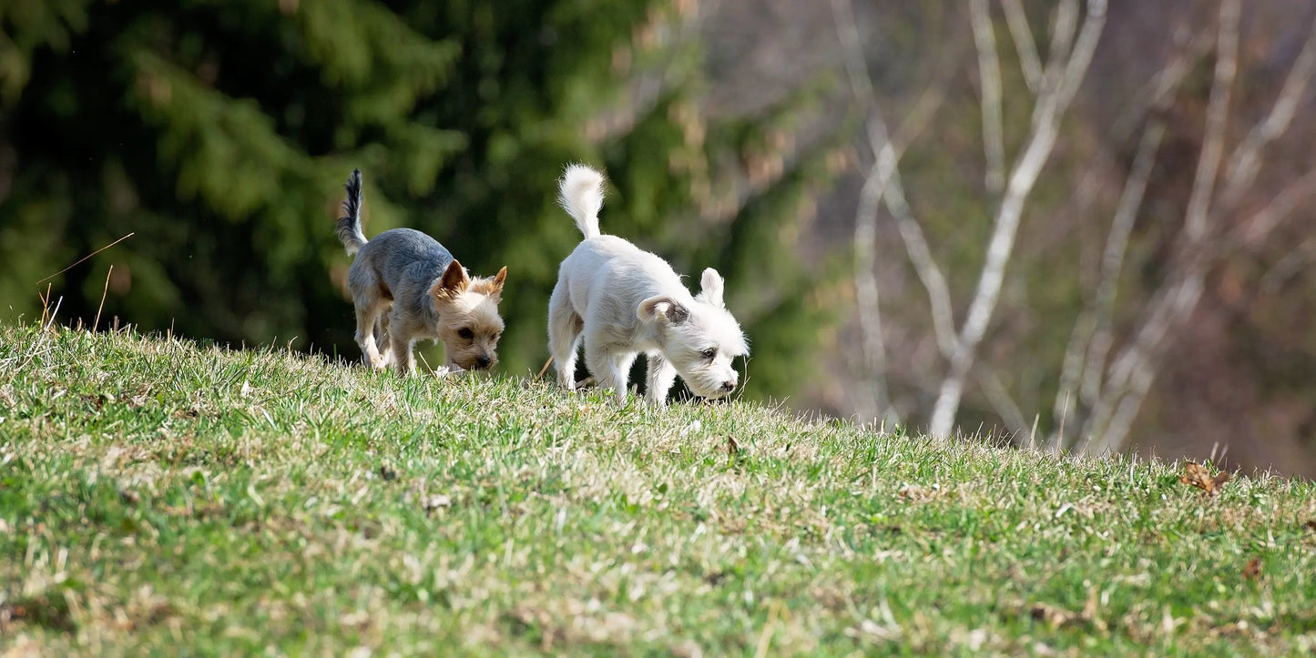 丘の上で地面を嗅ぐ2匹の小型犬