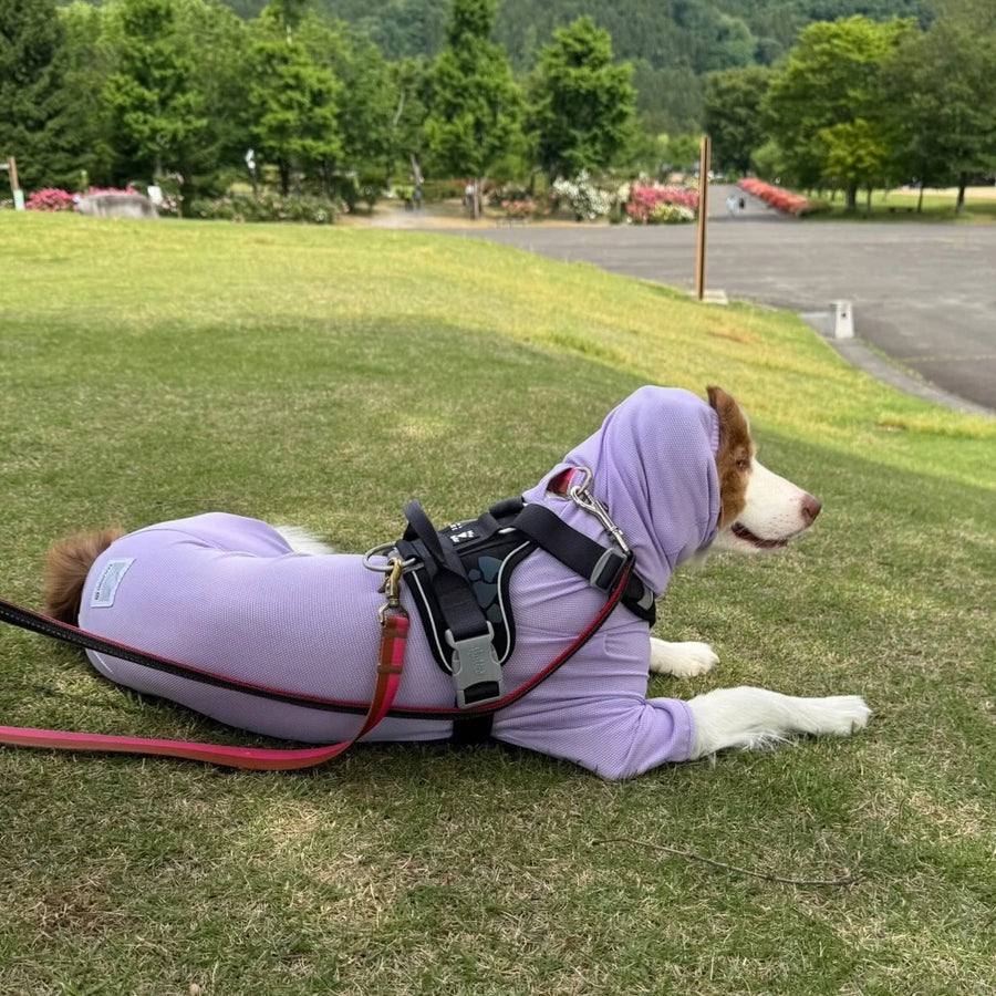 さくら