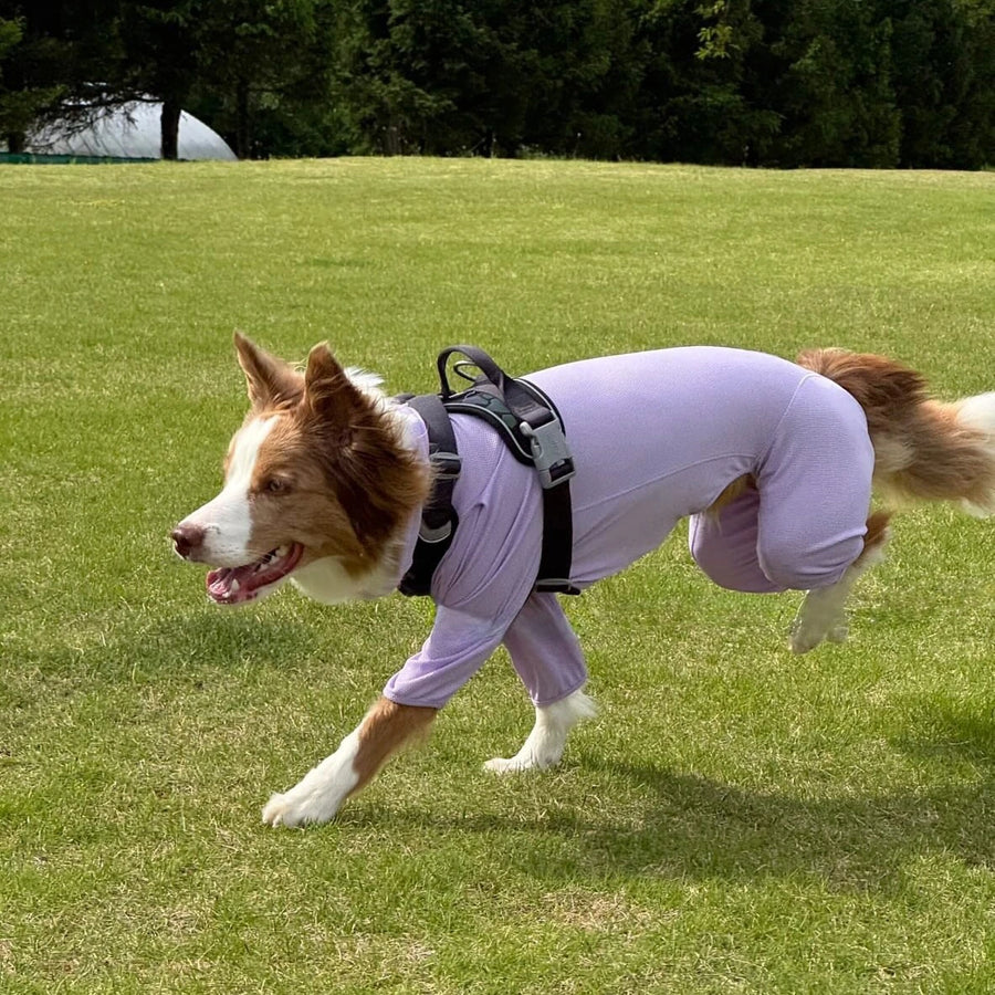 さくら