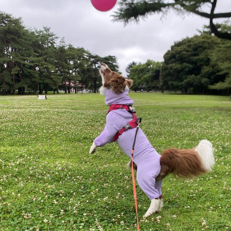 チョコラ