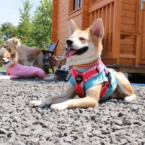 夏紬
