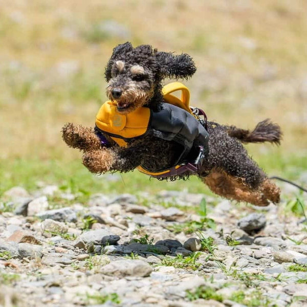Mojo