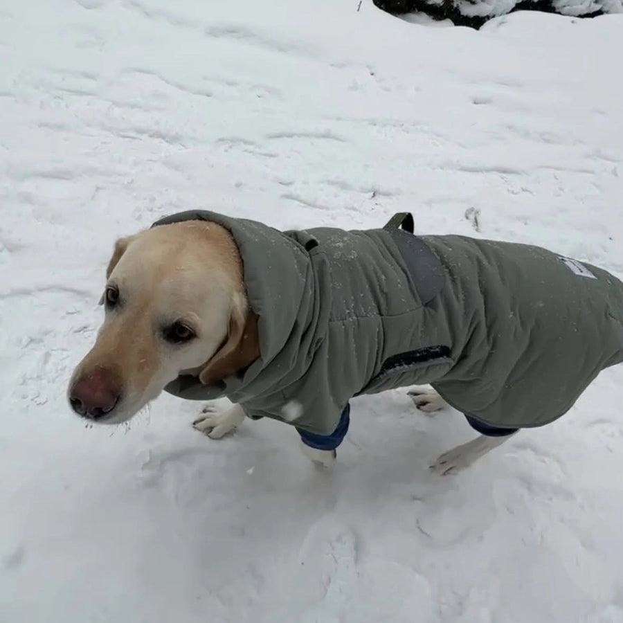 コハク