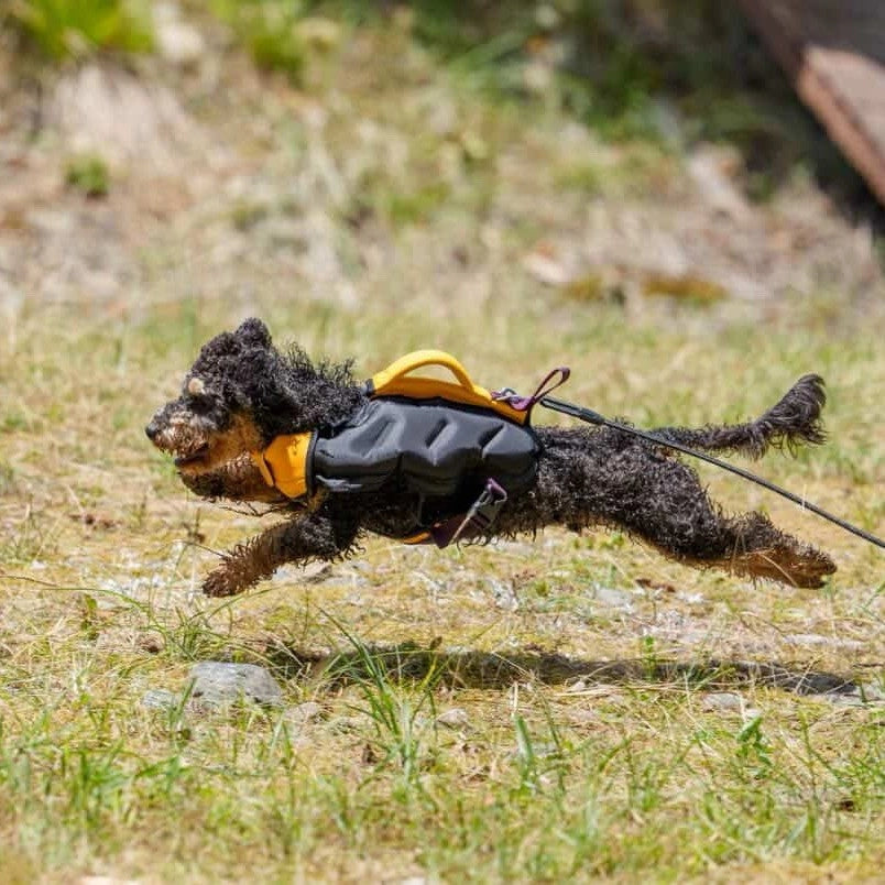 Mojo