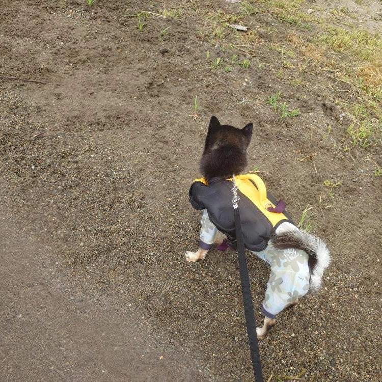 春