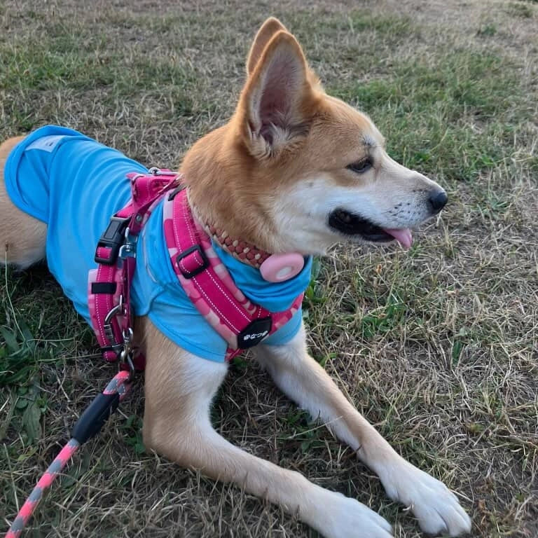 夏紬