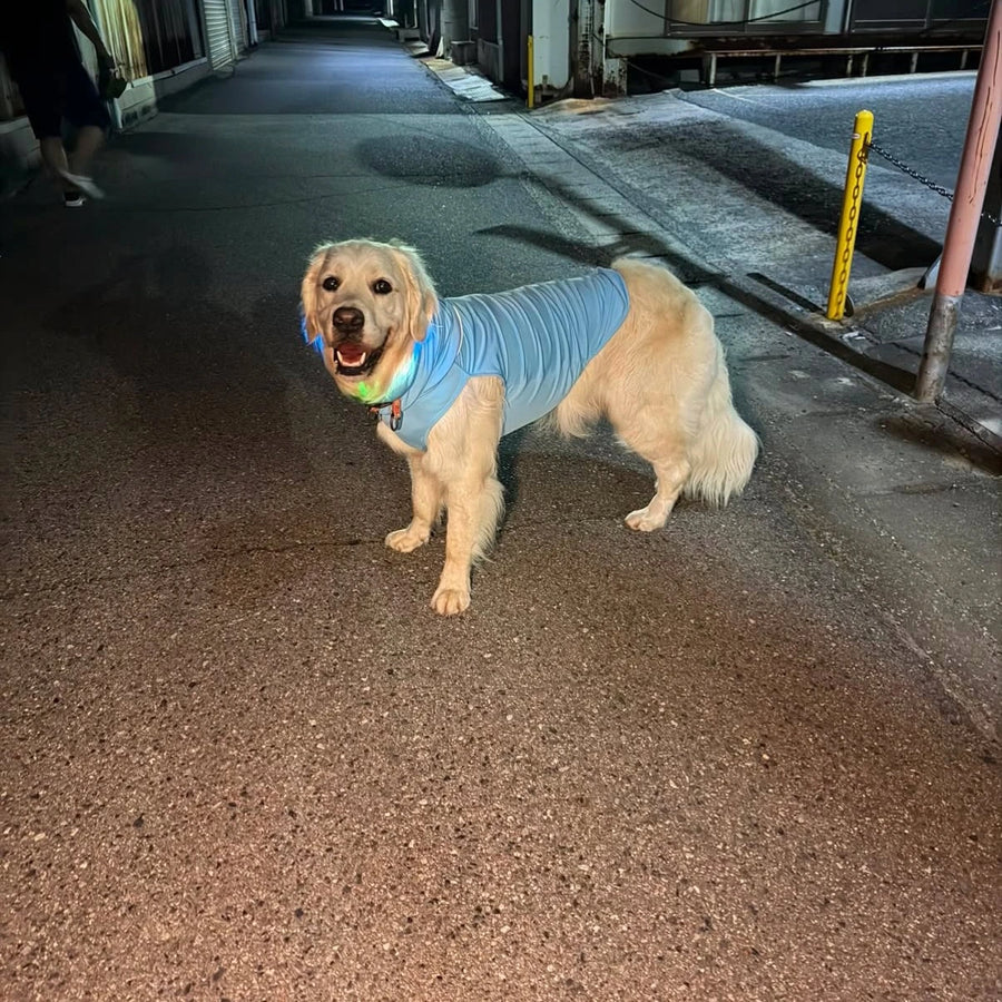 ルイまま