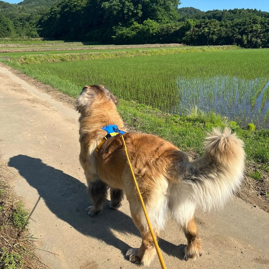 ひふみ