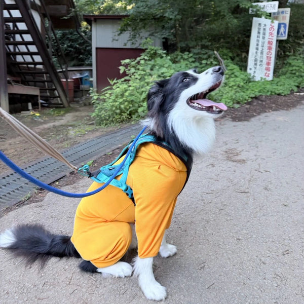 HANA