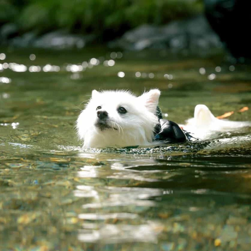 つくも