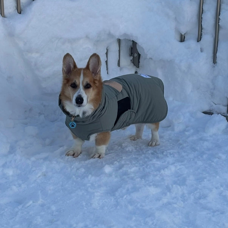 もずく