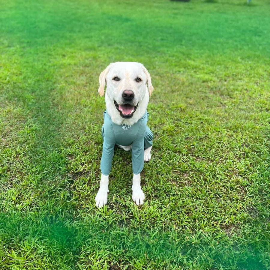 Hachi