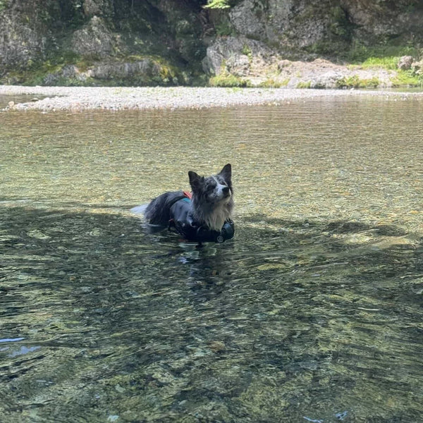 ナビ