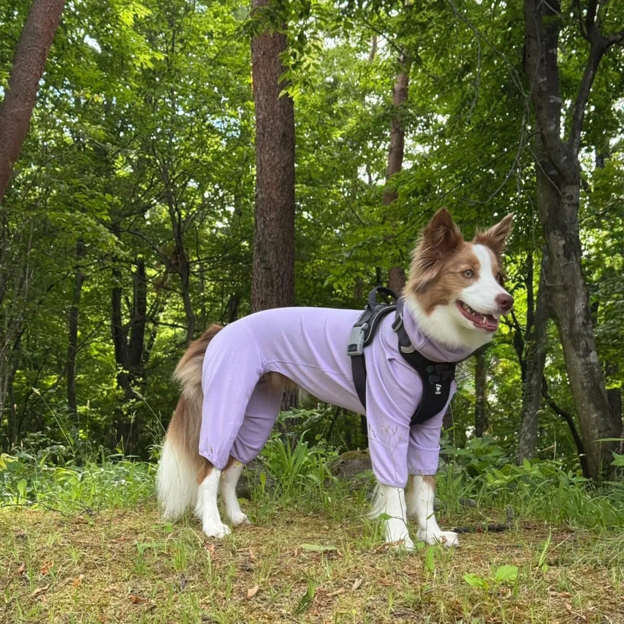 さくら