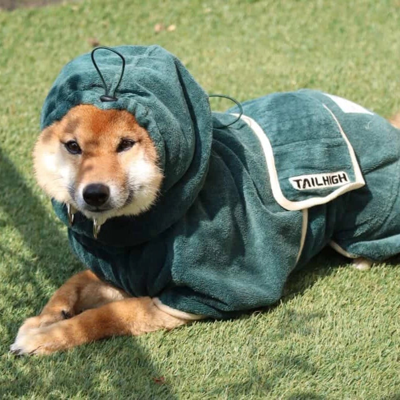 Taro