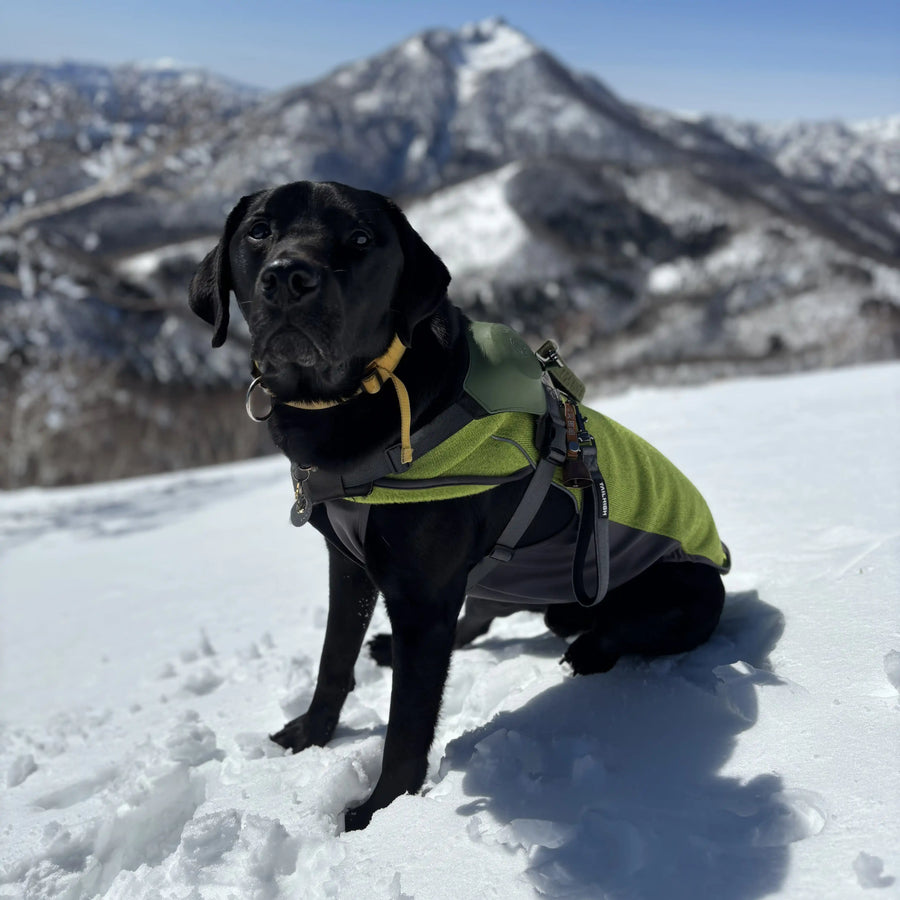 Lucia