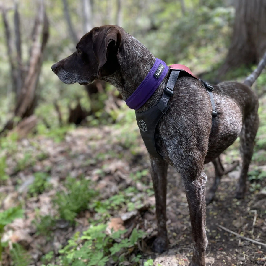 Gina