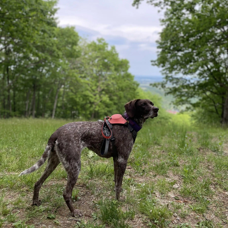 Gina