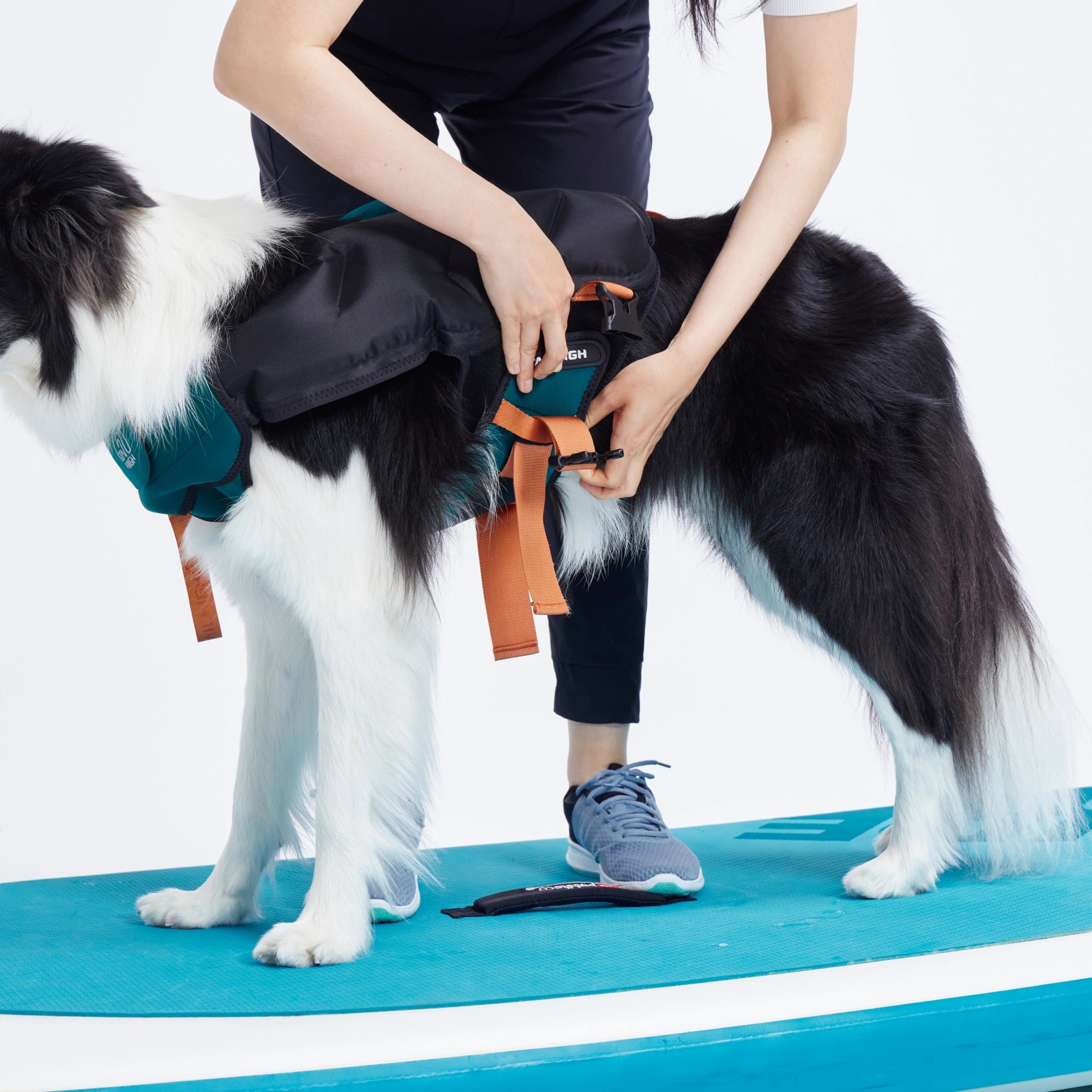 犬用ライフジャケット テールハイ XSサイズ 楽天市場】【TAILHIGH テールハイ】ライフジャケット Inflatable