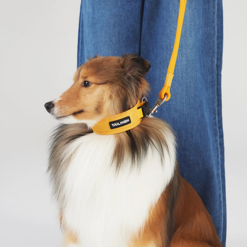 
                  
                    コンフォートカラー Comfort Collar
                  
                
