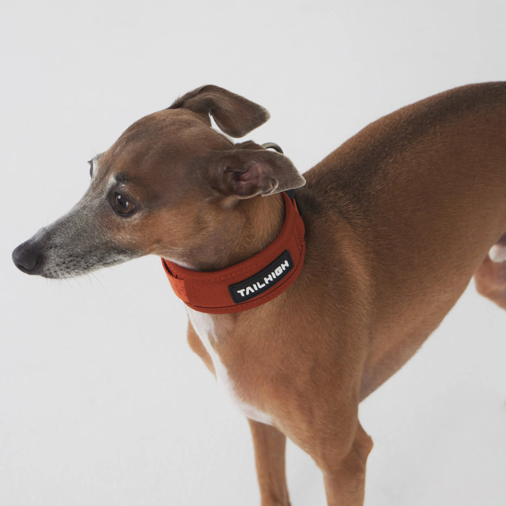 
                  
                    コンフォートカラー Comfort Collar
                  
                