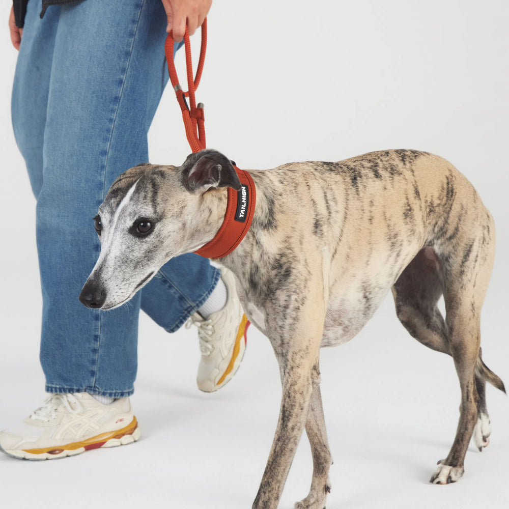
                  
                    コンフォートカラー Comfort Collar
                  
                