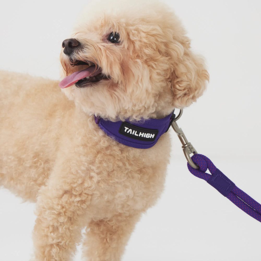
                  
                    コンフォートカラー Comfort Collar
                  
                