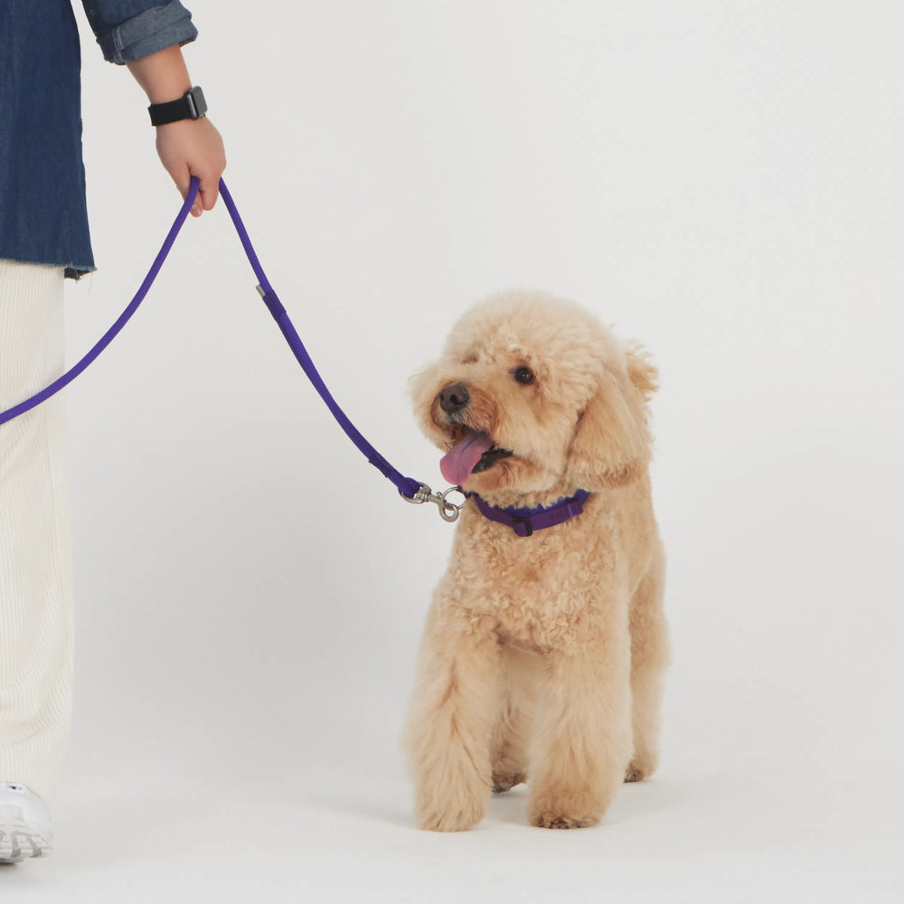 
                  
                    コンフォートカラー Comfort Collar
                  
                