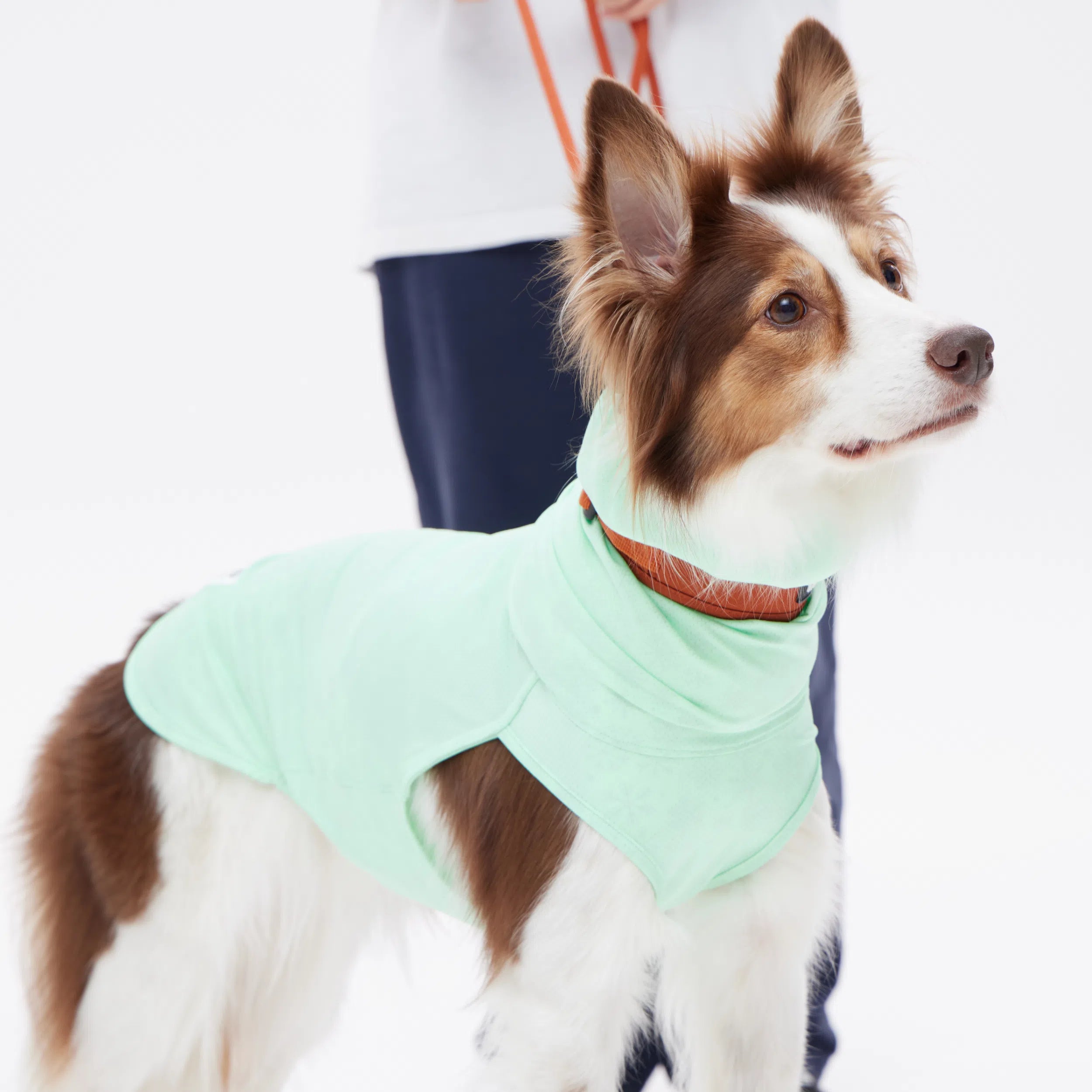 犬用クールウェア ダブルクーリングガード|TAILHIGH 犬用クールウェア ダブルクーリングガード|TAILHIGH