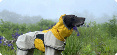 雨